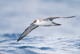 Why seabirds love to gobble plastic floating In the ocean